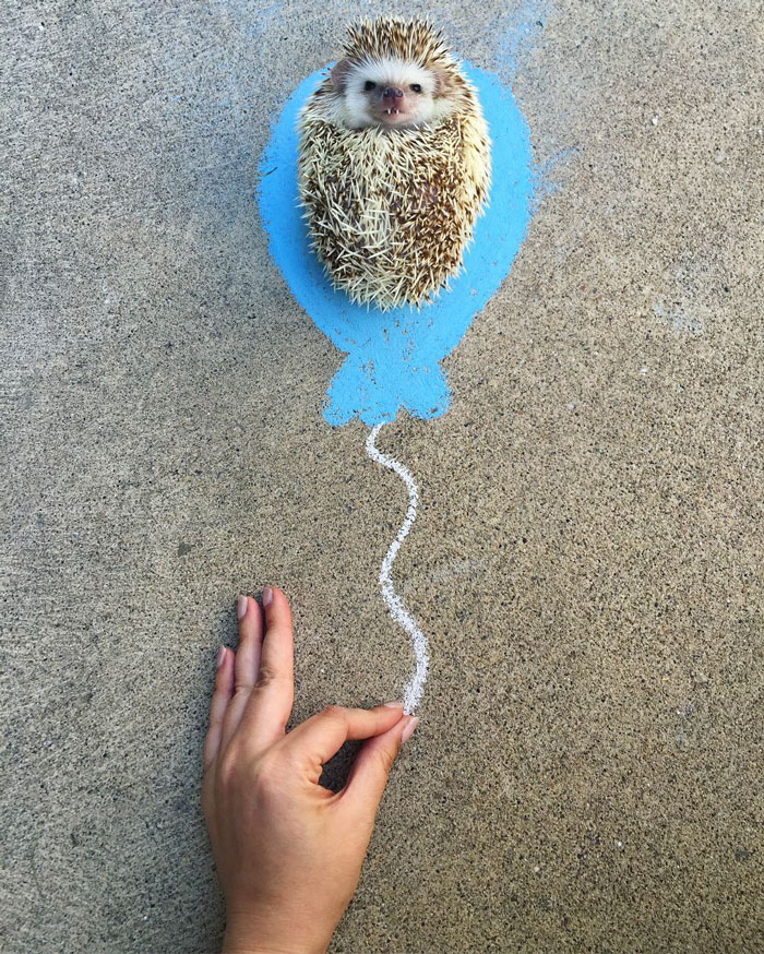 vampire-hedgehog-fangs-hodge-huffington-28