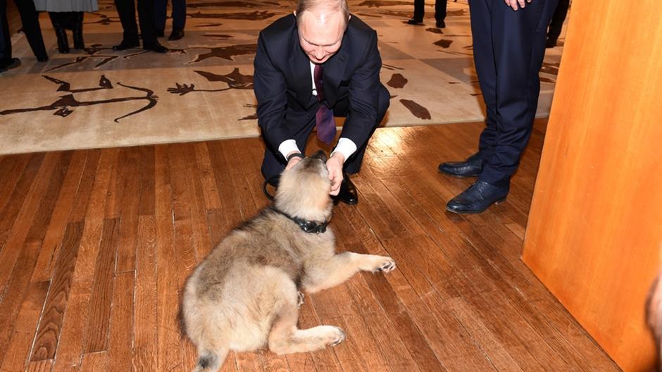 Vladimir Putin ker Pasa pas poklon putinu foto dragan kujundzic (2)