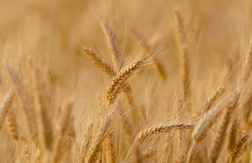 wheat-3241114_960_720