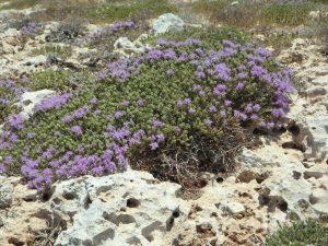 wild-thyme-122424_1920-1024x768-1-300x225.jpg