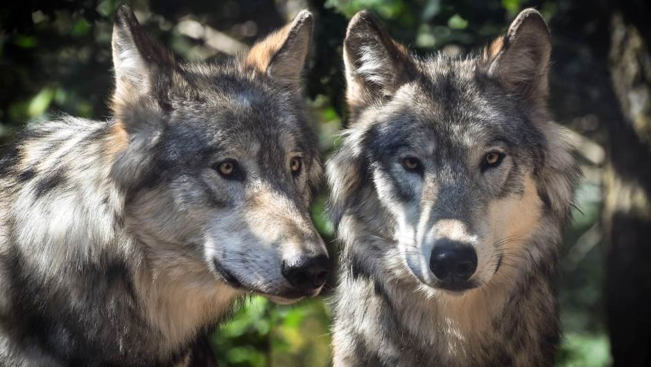 wolf-2984865_1920