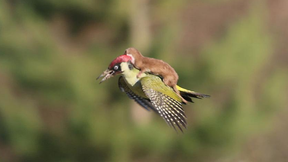 woodpecker