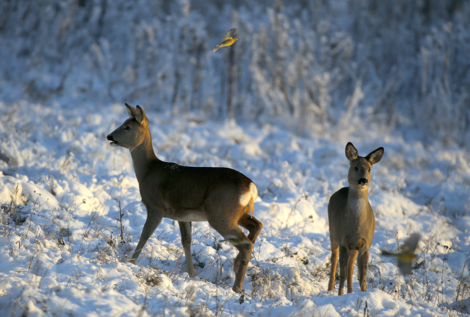 Tanjug/AP/Sergei Grits