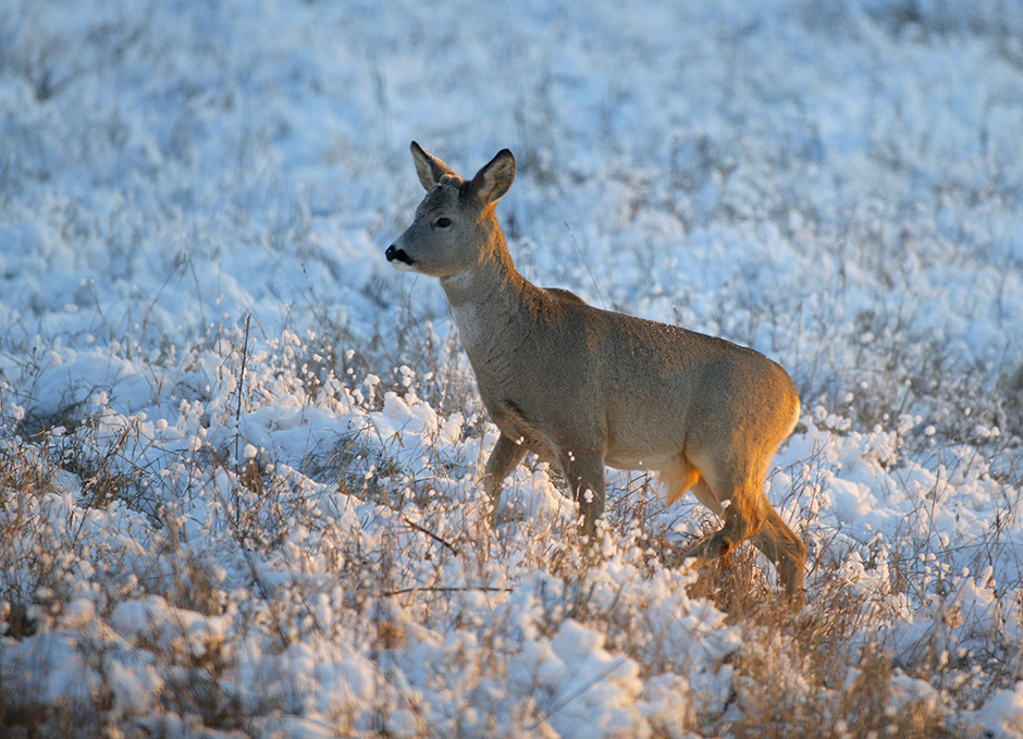 Tanjug/AP/Sergei Grits