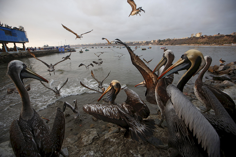 REUTERS/Mariana Bazo
