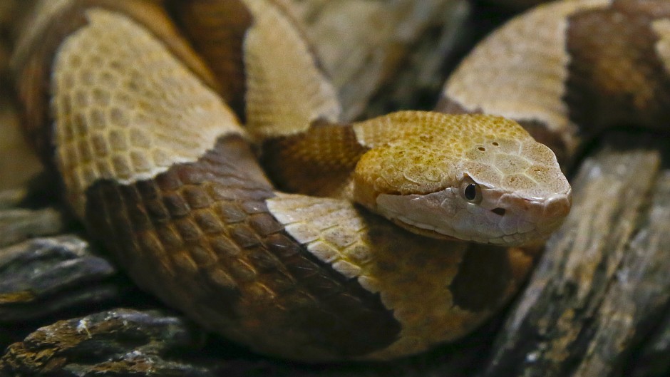 zmija EPA NIC BOTHMA