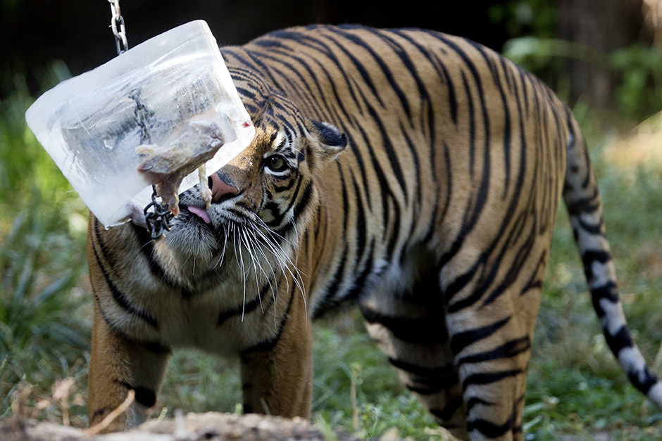 Tanjug/AP/Andrew Medichini