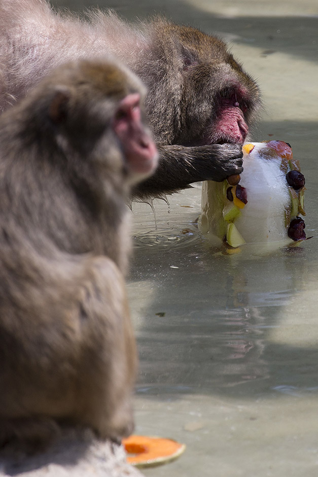 Tanjug/AP/Andrew Medichini