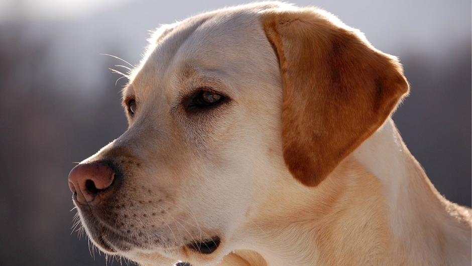 mogu li labrador retriveri biti agresivni