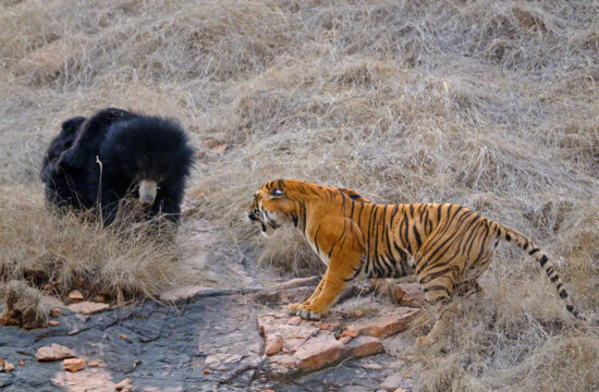 Borba medvejda i tigra